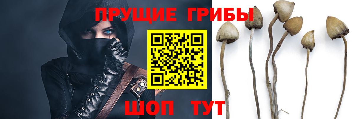 Нижнекамск  купить наркоту  Вход с VPN  Галлюциногенные грибы Psilocybe  Галлюциногенные грибы Cubensis 